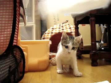 きょうのさばとら