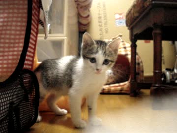 きょうのさばとら２
