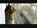 ライちゃん、庭先の雀に大興奮！カカカカカ・・・・ Cat excited to sparrow.