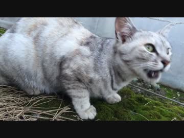 はなちゃんハンティング