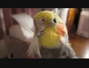 ホワ毛付きオカメインコ集