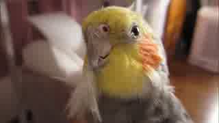 ホワ毛付きオカメインコ集