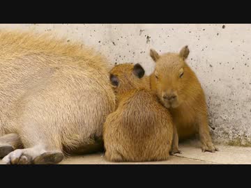 カピバラの背中に珍客が
