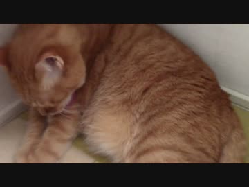 拾いねこ＠生後1092/1059日目　ふとまｃ