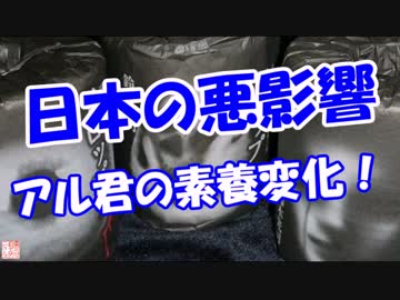 【日本の悪影響】 アル君の素養変化！