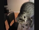 VINE コンピレーション 2015〜猫編〜