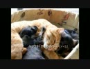 トラ猫キツツキの子育て　子犬に噛まれる