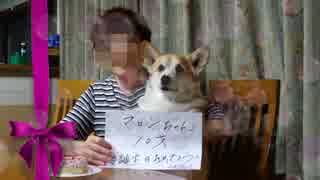 愛犬の10歳の誕生日会をやりました