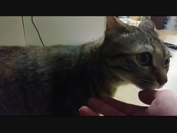 外で他の女と戯れたら正妻に怒られた