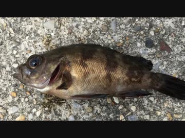 徒然なる大学生の自然体験記　part0　【バス釣り編？】