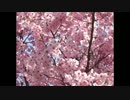 koimoyou.mp4