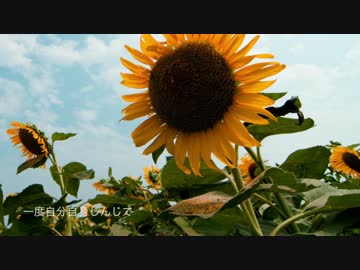 【作って歌ってみた】自分ってなあに/蒼炎P