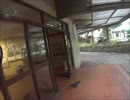 ちょっとおバカなカラス