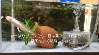 活きの良いダゴンさん