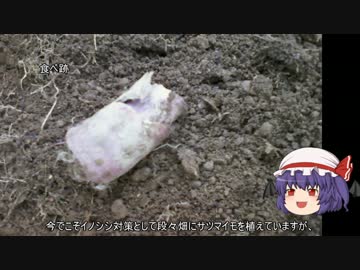 ゆっくり農民09猪と戦ってみませんか？