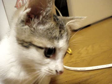 きょうのさばと・・・オメェじゃねぇから