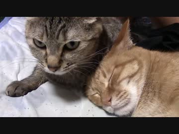 拾いねこ＠生後1094/1061日目　何をされても動じないアコさん