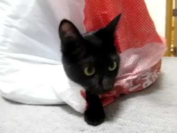 福袋？おどる宝石？　　にゃもにゃも動画その13にゃ