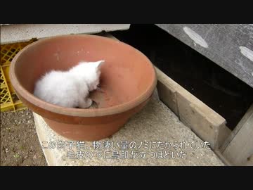 【閲覧注意】とある田舎の猫事情　～白子猫を発見、しかし・・・～