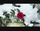 【ゆっくり怪談】黄泉比良坂【怖い話】
