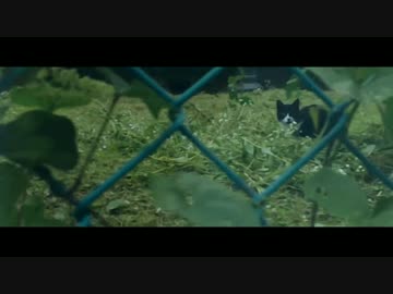 ベロニカの心象【NNIオリジナル曲】