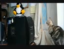CDプレーヤーのトレイを閉める猫がかわいい！