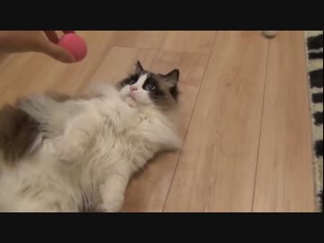 ラグドールのレオ　Vol82 飼い主が出かけた後、レオが取った行動とは