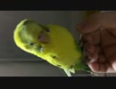 ごにょごにょセキセイインコ