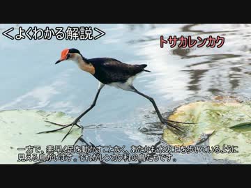 ゆっくり動物雑学「浮草の上で…」