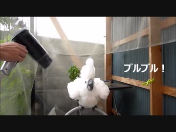 いたずらオウム：楽しいドライヤー
