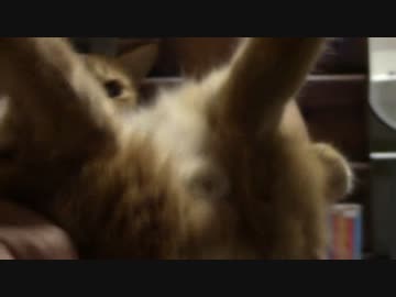 拾いねこ＠生後1095/1062日目　くぱぁ