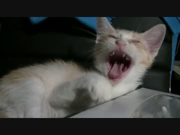 【ティガロビ生活記】とにかく寝る猫、猫が寝込む