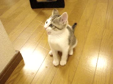 きょうのさばさば