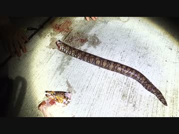 アウトドアをやろう！ 「ウツボ釣って食べるぞ」 in 八丈島 後編