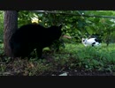 牛柄猫vs黒猫 Part 1