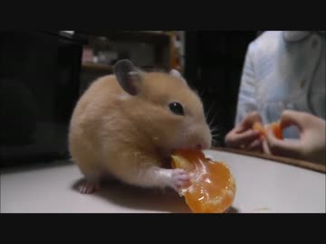 【ハムスター】はじめてのみかん【キンクマ♀】