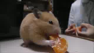 【ハムスター】はじめてのみかん【キンクマ♀】