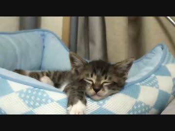 保護子猫たち、名前が決まる…そして里親のお申込みをいただく