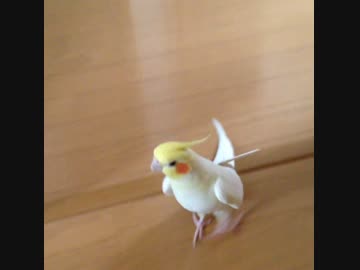 チョコボ実写化