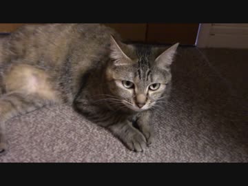 拾いねこ＠生後1096/1063日目　梅雨はいやね～