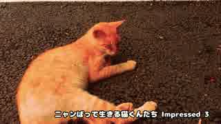 生き延びた猫くんたち