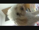 飼い主に訴える犬