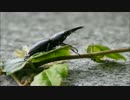 橋の上でくつろぐスジクワガタ