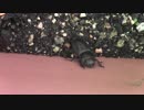 クワガタムシ　メス発見！！コクワガタ？かなり