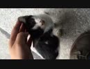 近所の子猫がいろいろと訴えているのだけれどもネコ語がわかんない