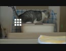 ネコトイレ ビフォーアフター
