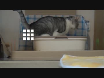 ネコトイレ ビフォーアフター