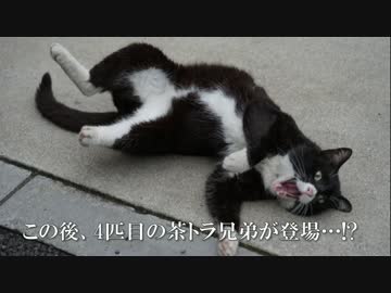 【公園猫戦争】まさかの総力戦！老猫軍VS追放された茶トラ兄弟