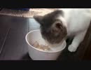 こんしゅうのおやつ【蒼民家の猫々】
