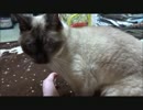 お風呂から上がるとネコさんが待ち構えてた